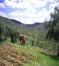 Las mejores ofertas de Loma de Buenavista Pozoblanco